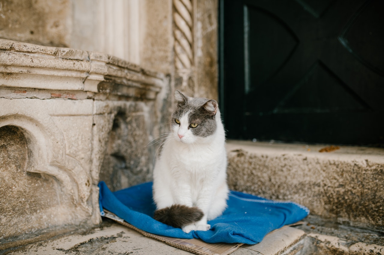 Un gatto randagio siede su una scatola di cartone e una coperta.